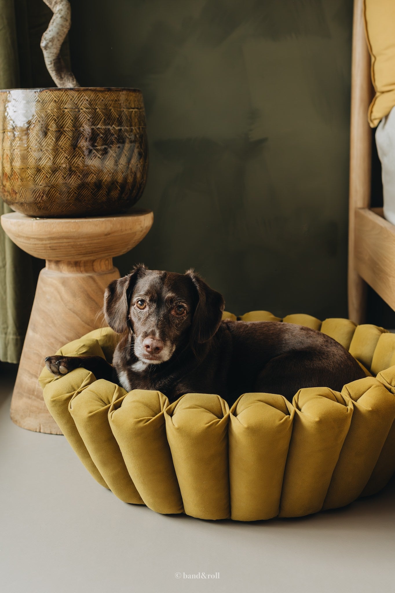 MODERN DOG BED. HAVEN