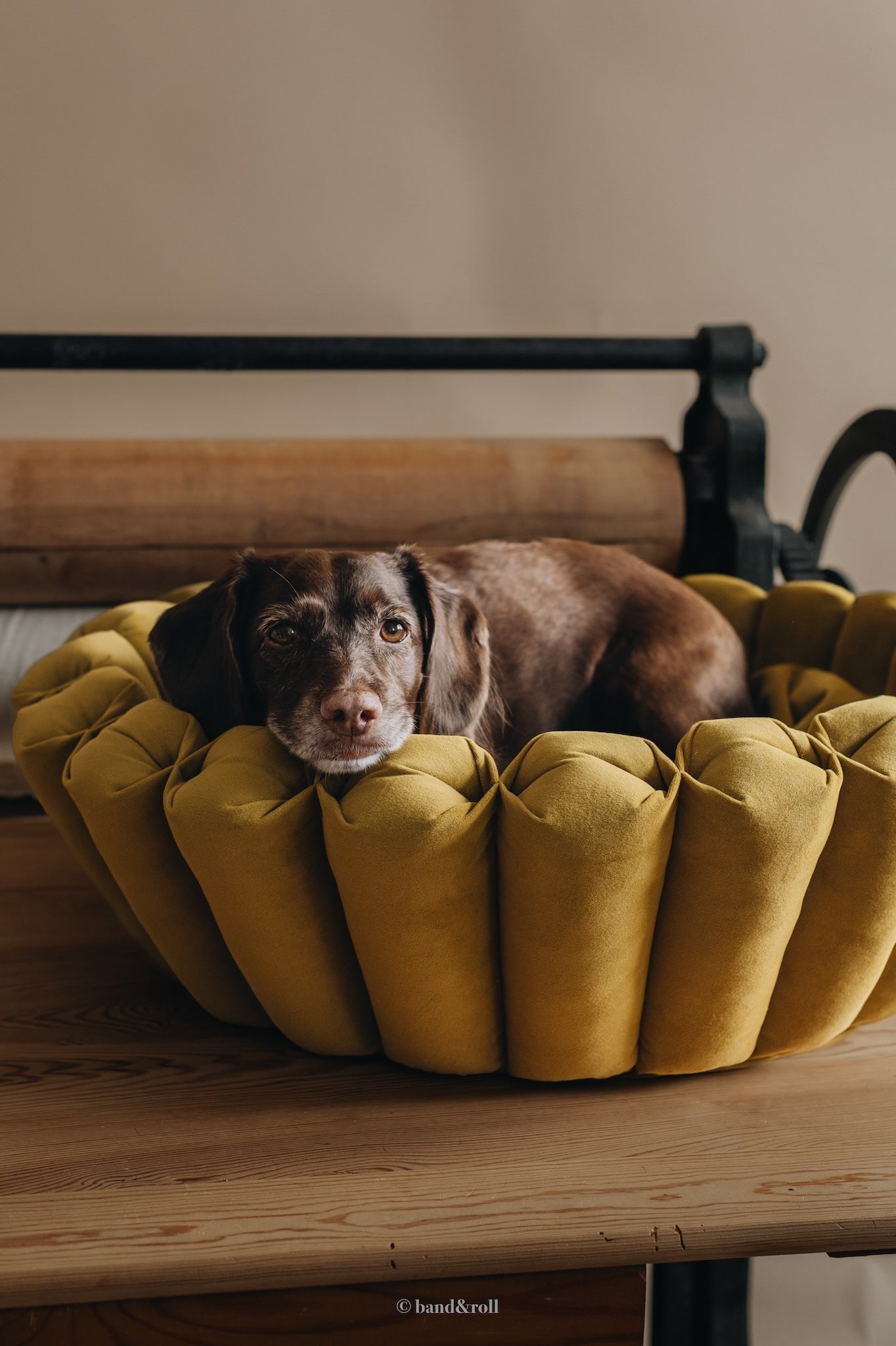 MODERN DOG BED. HAVEN