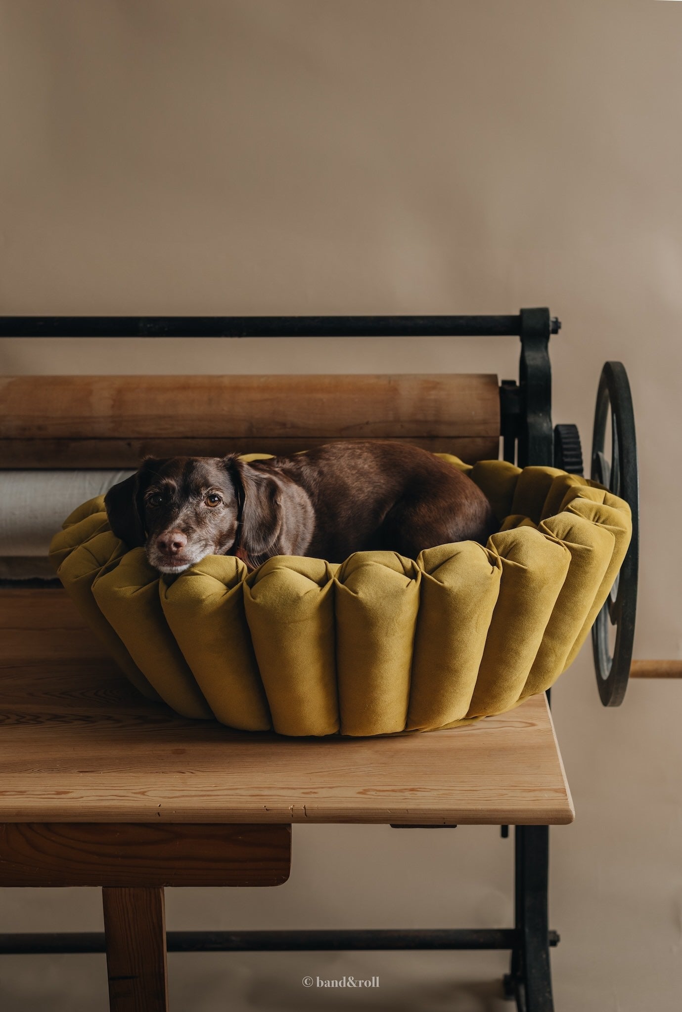 MODERN DOG BED. HAVEN