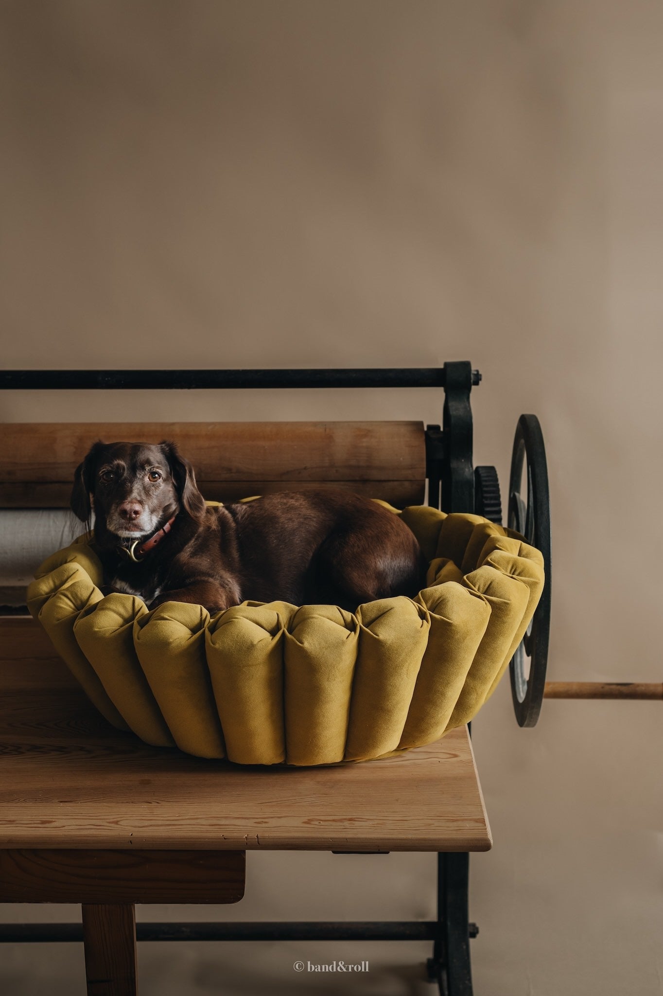 MODERN DOG BED. HAVEN