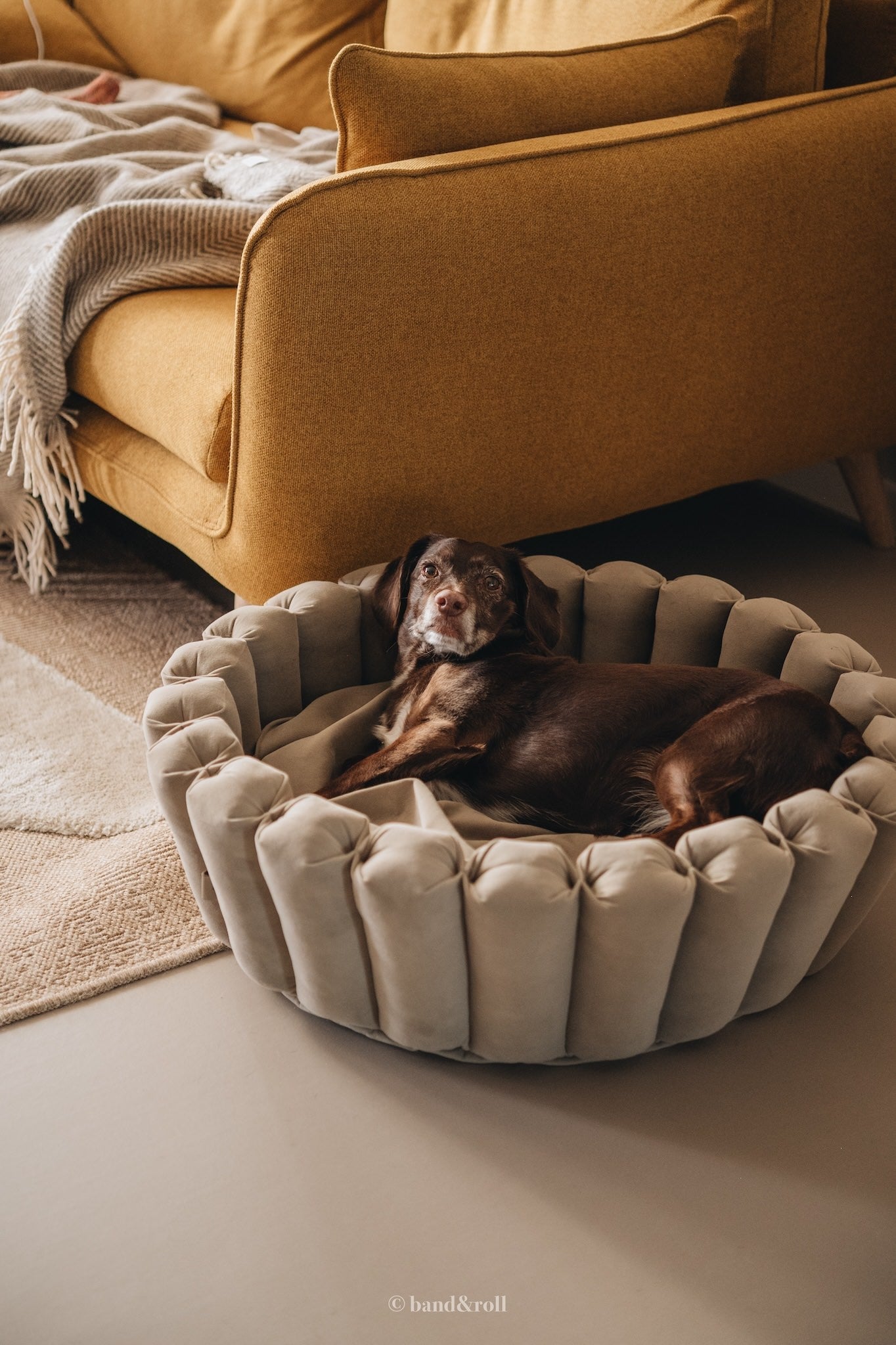 MODERN DOG BED. HAVEN