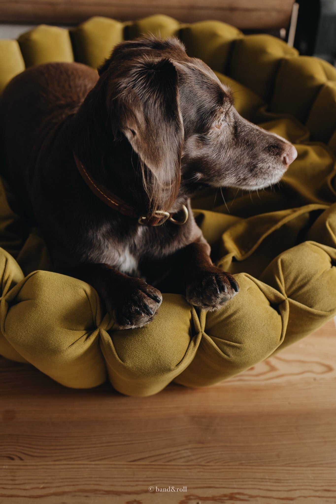 MODERN DOG BED. HAVEN