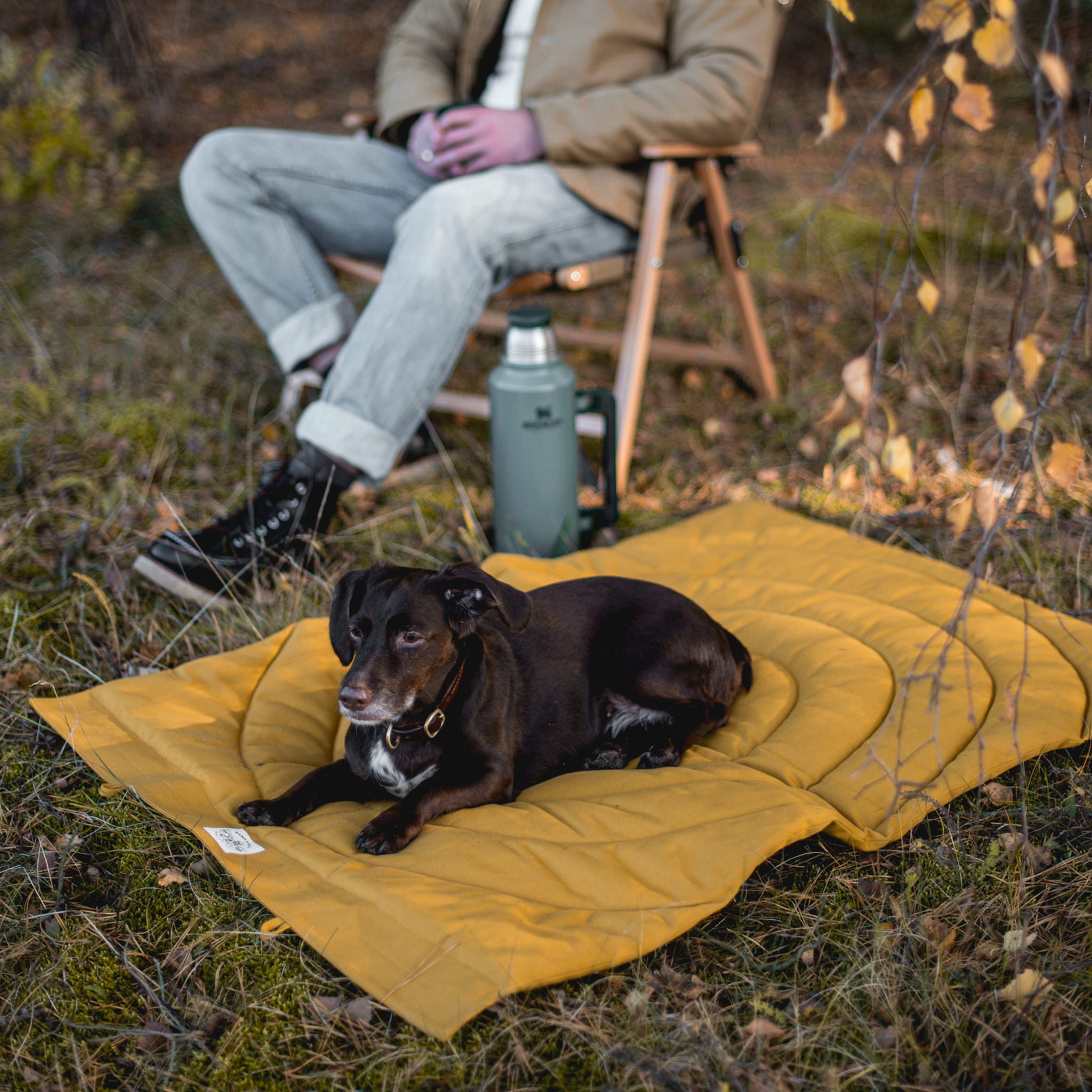 Pet hotsell travel blanket